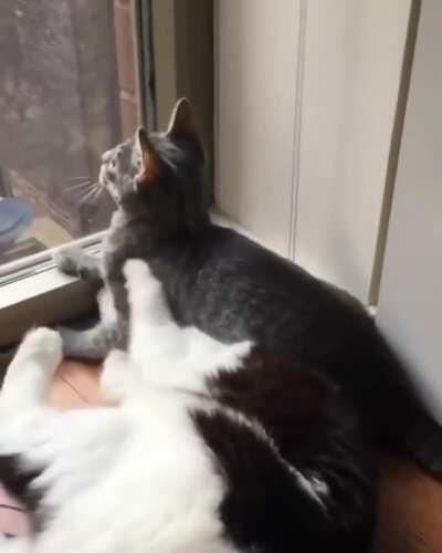 I guess I'm a pillow now...