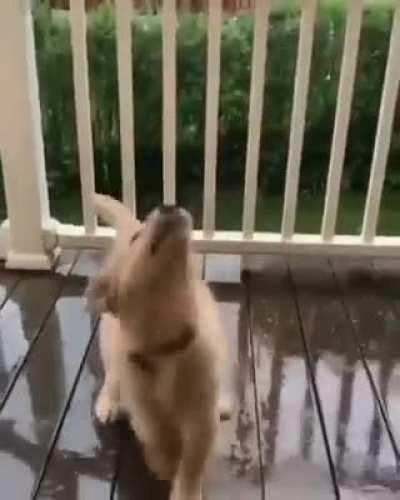 doggo Playing with raindrops