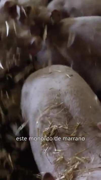 BeelcitosMemes - Video #4166