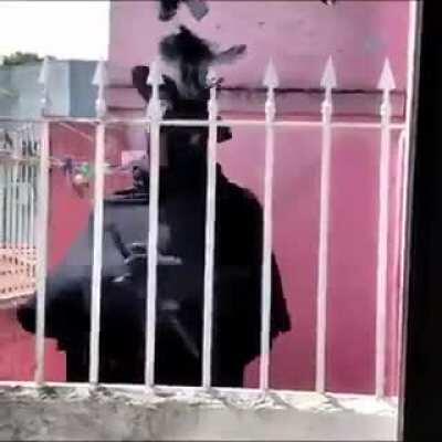 Sábado de Córvidos. Cierto Mujicano es Médico de la Peste y bailarín