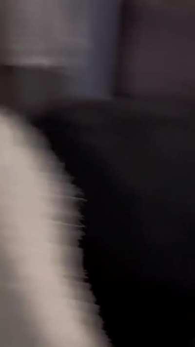 Crepuscular creature