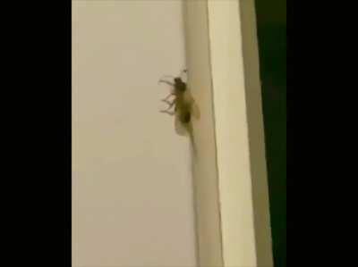 El dylan matando bichos