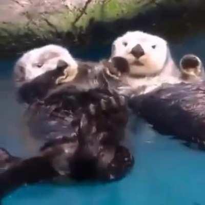 Les loutres se donnent souvent la main avant de faire la sieste pour éviter de se perdre/s'éloigner