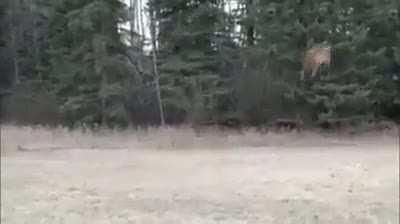 Por muy mal que prepares el café, si tiene mucho café o mucha azúcar, el café con leche nunca sabe mal (es un vídeo viejito solo quería decir esto del cum con caca)