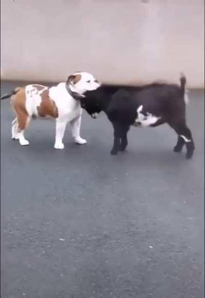 dog get dogberged by goat