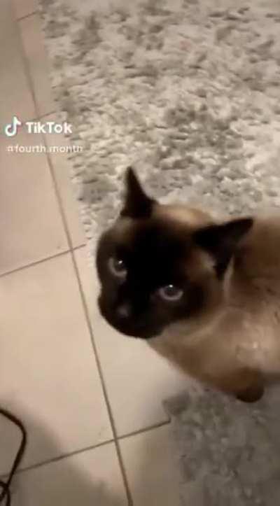 To meow