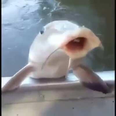 Fiquei com dó do peixe ;-;