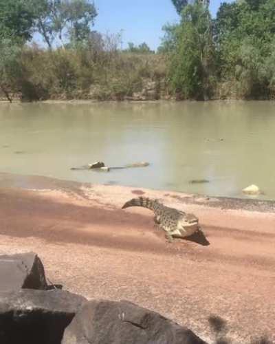 Croc: this is my pond, and that is my fish, and nice lure btw