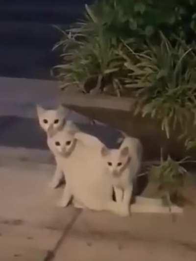 How the kitten solves the puzzle.