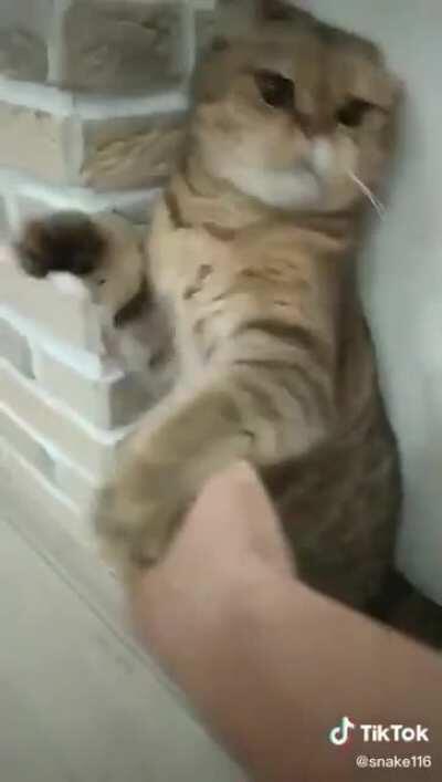 Hit cat faces a deadly kungfu attack