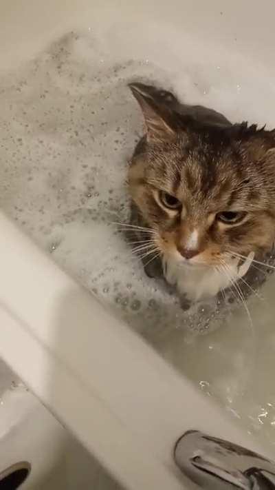Just giving my fluffy chonker Maniek a bath, he was actually quite enjoying it :D