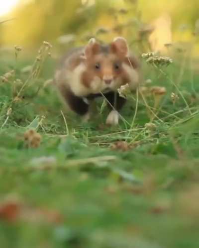 Praise the cameraman