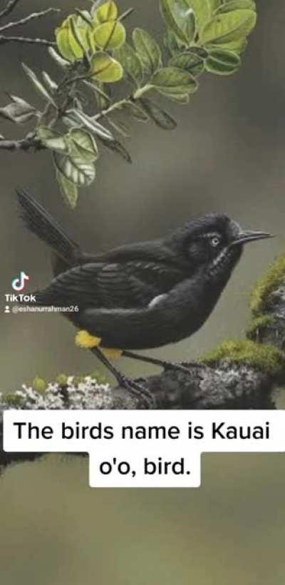 last song of Kauai o'o bird that extinct in 1987