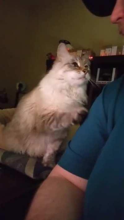 Give me attention cat taps