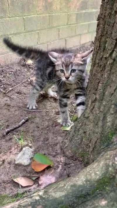 Spot’s way of saying “please rescue me off the side of a busy road”