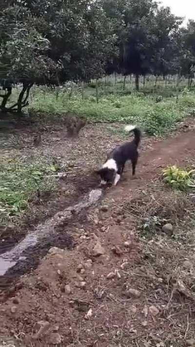 There're two types of dogs.