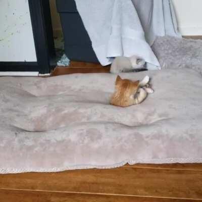 We rescued a feral mom and her babies. Ended up keeping these two.