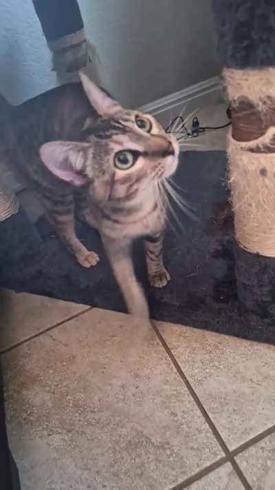 Melinoe is a squeaker