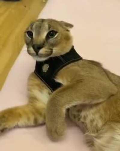 Joder floppa elegante