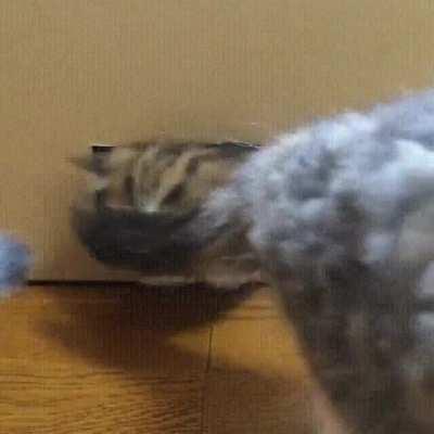 Back from the cat dimension.