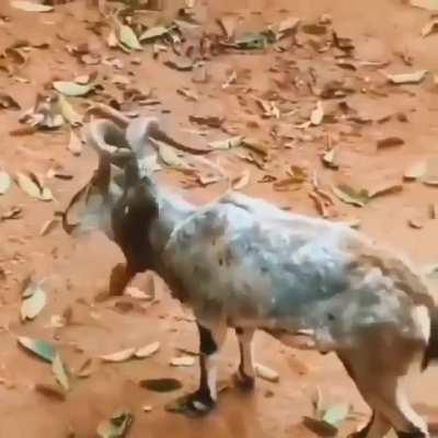 Dumb Monki climb goat - think is tree. Idot