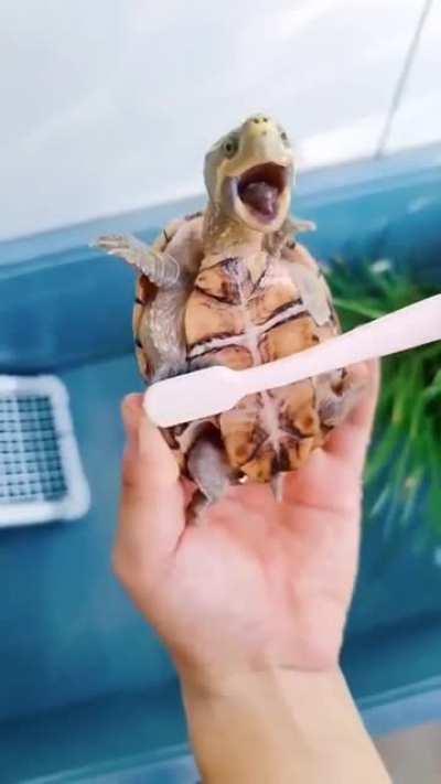 Turtle really enjoying being brushed