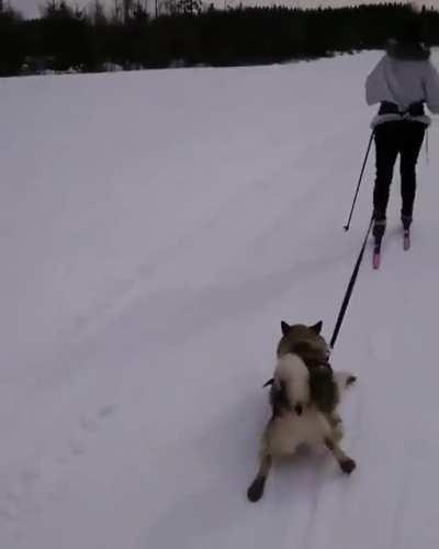 Dogs makes great ski partners
