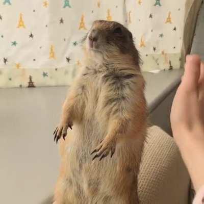 “Human. You pets.”