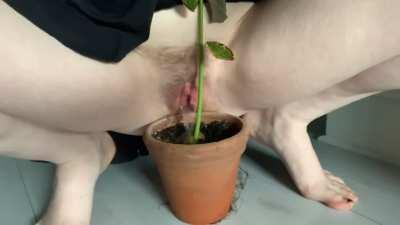 piss on plant in pot