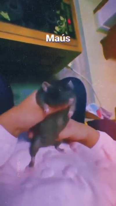 Animal abuse mat karo