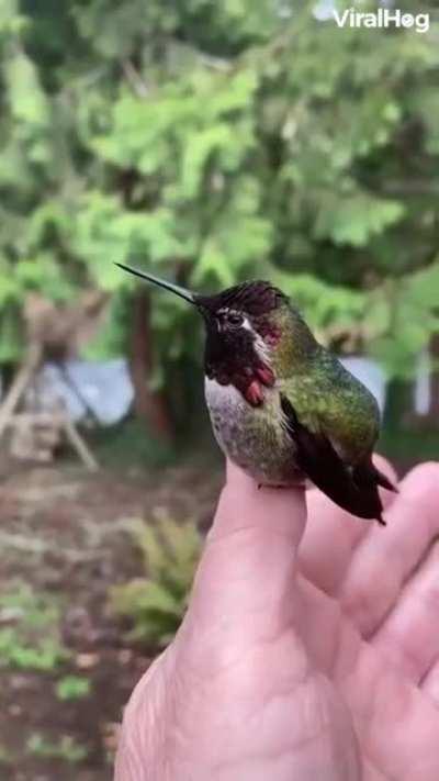 🔥Awesome little bird.