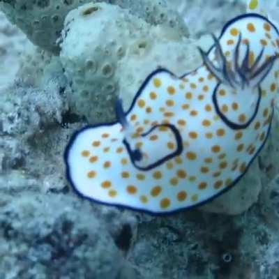 Когда купил краски, нарисовал хуйню. А оно живое...