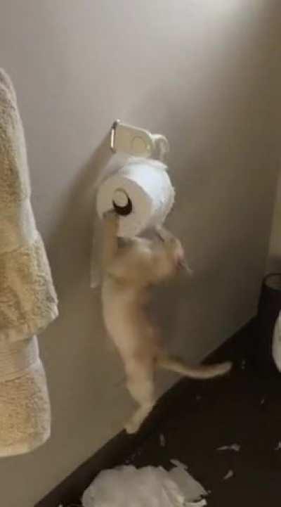 Cats being cats I guess 😂