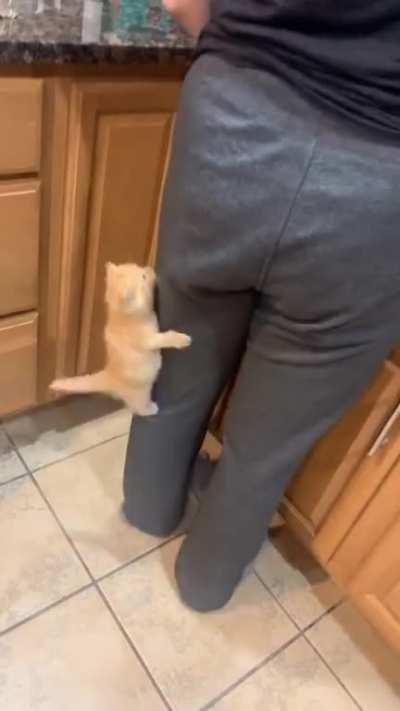 Imma climb your leg and see what's up