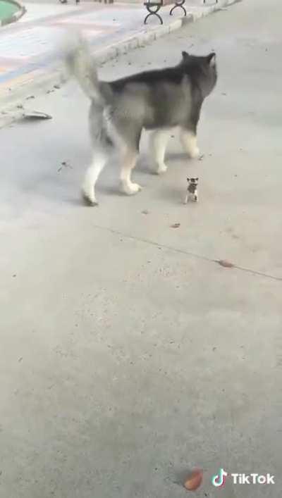 Smol cat has big fren