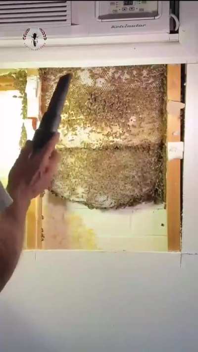 Man uses his bee blower to hide a hive in someone's wall
