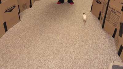 Cookie's weave-walking trick!