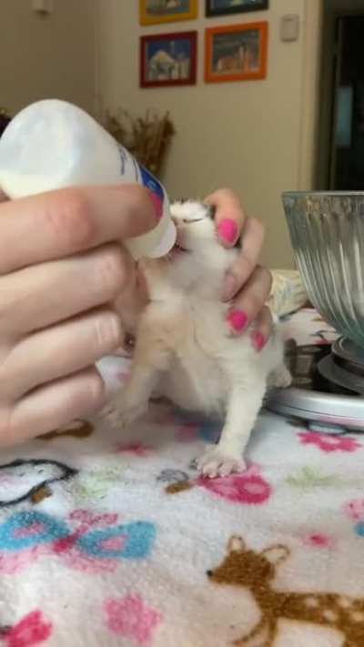 Danger! Oh...milk 😚 (TikTok: catsmeow106)