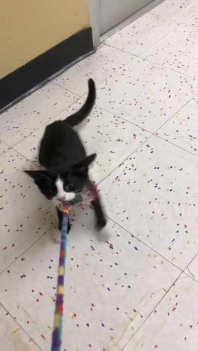 Does growling count? This is Adrian, he’s a sweet boy looking for a home via LOLAs rescue and Petco in Littleton, CO