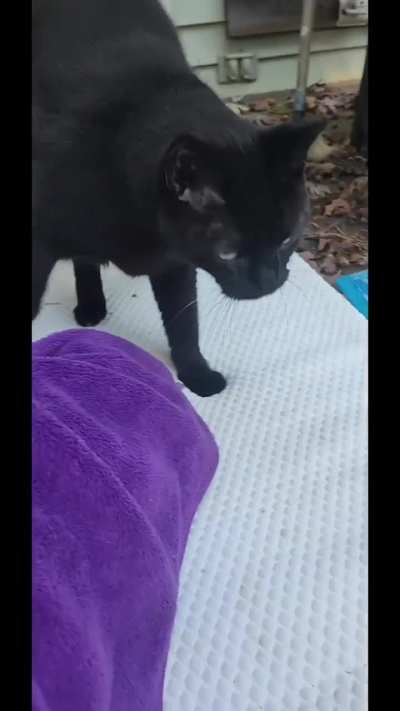 This is Odin, or Bubs. He will always meow back