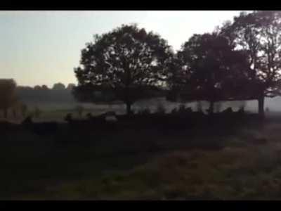 WCGW When your dog explore herd of deers