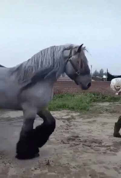 Huge horse next to man