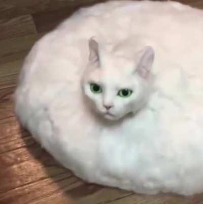 Thanks, I hate this cat robot mop