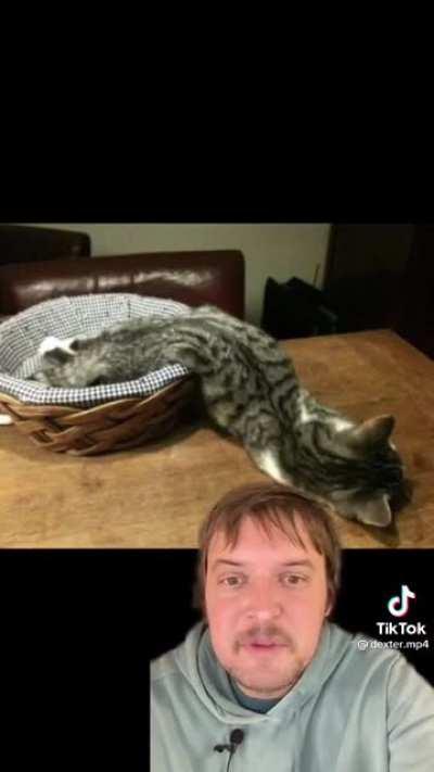 Talking about how liquidy cats are and the guy that won an ignoble prize [courtesy of @dexter.mp4 on tiktok]