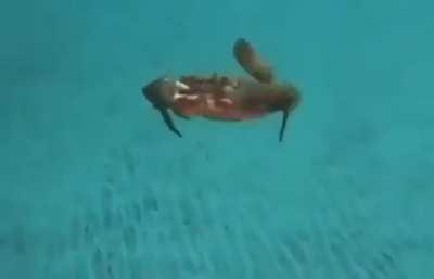 Prawnsuit x Seamoth [No spoilers]