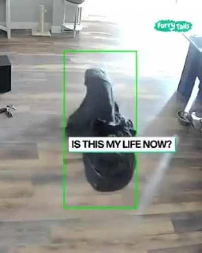 Sleepy dog wakes up on the wrong side of the couch