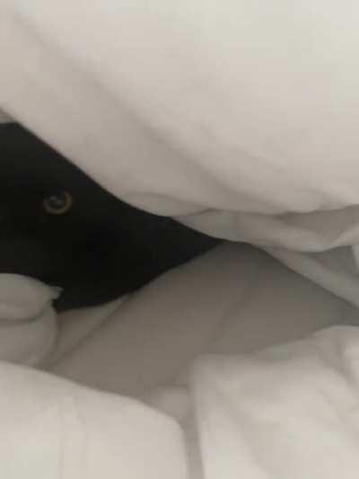 My tucked in kitty Lola has levelled up her tucking in skills!