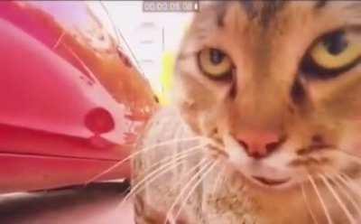 You came to the wrong neighbourhood