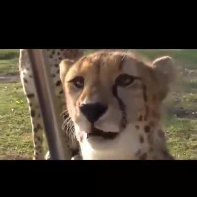 Danger cuddles, totally worth dying for