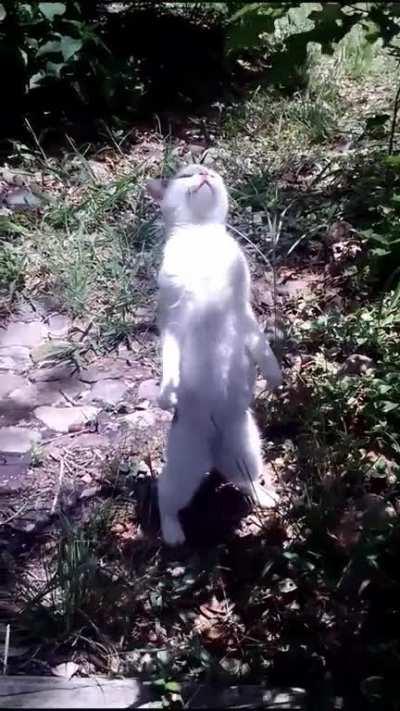 Pickles standing tall in the morning sunlight